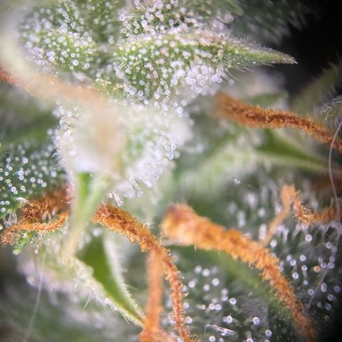 Pound Cake Auto growlog timeline photo