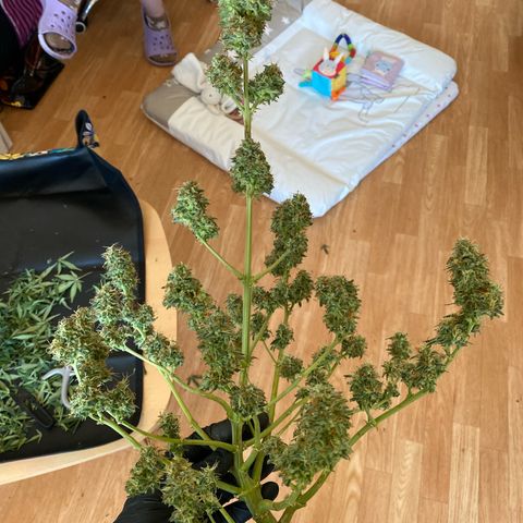 Pound Cake Auto growlog timeline photo