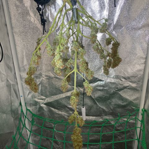 Pound Cake Auto growlog timeline photo