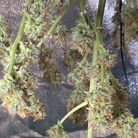 Pound Cake Auto growlog timeline photo