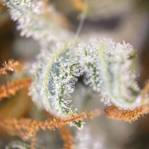 Pound Cake Auto growlog timeline photo