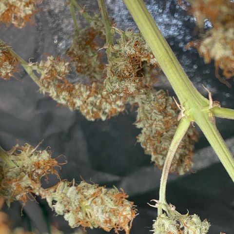 Pound Cake Auto growlog timeline photo