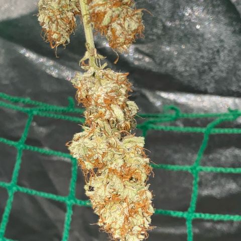 Pound Cake Auto growlog timeline photo
