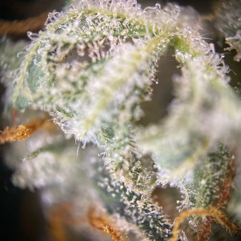 Pound Cake Auto growlog timeline photo