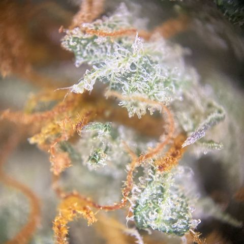 Pound Cake Auto growlog timeline photo
