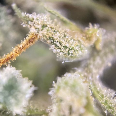 Pound Cake Auto growlog timeline photo