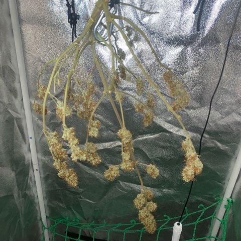 Pound Cake Auto growlog timeline photo