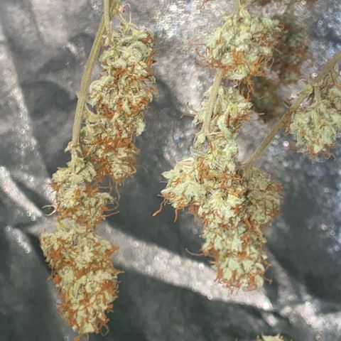 Pound Cake Auto growlog timeline photo
