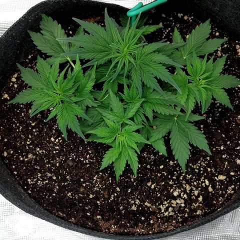Auto White Widow growlog timeline photo