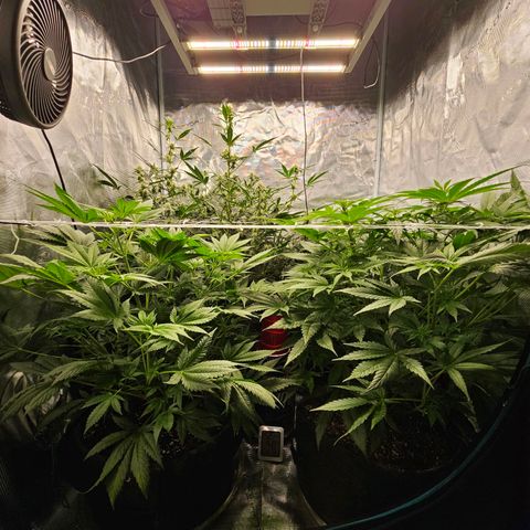 Auto White Widow growlog timeline photo