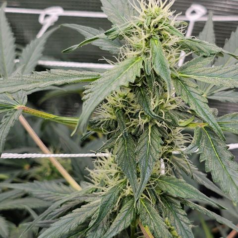 Auto White Widow growlog timeline photo