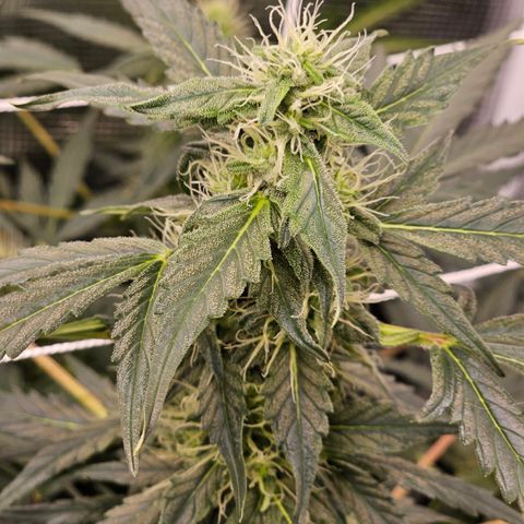 Auto White Widow growlog timeline photo