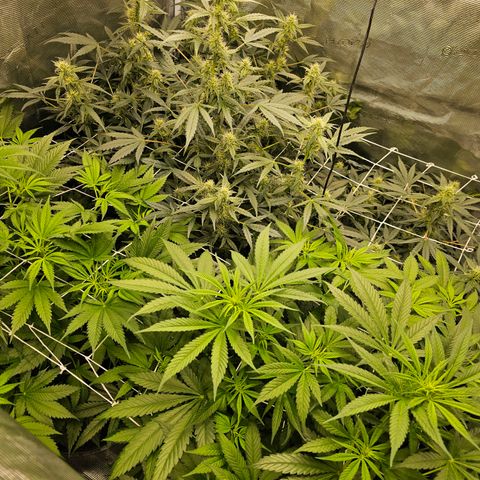Auto White Widow growlog timeline photo