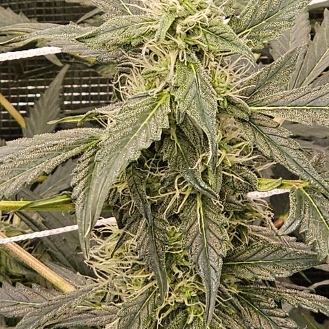 Auto White Widow growlog timeline photo