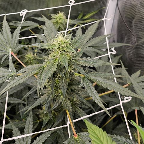 Auto White Widow growlog timeline photo