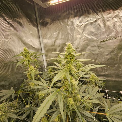 Auto White Widow growlog timeline photo