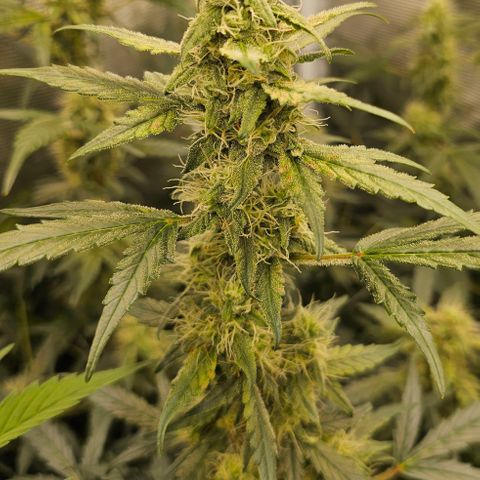 Auto White Widow growlog timeline photo