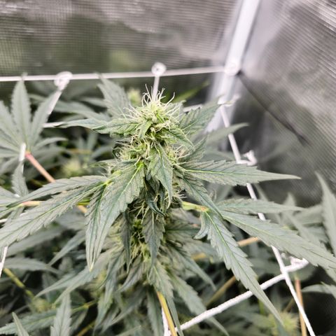 Auto White Widow growlog timeline photo
