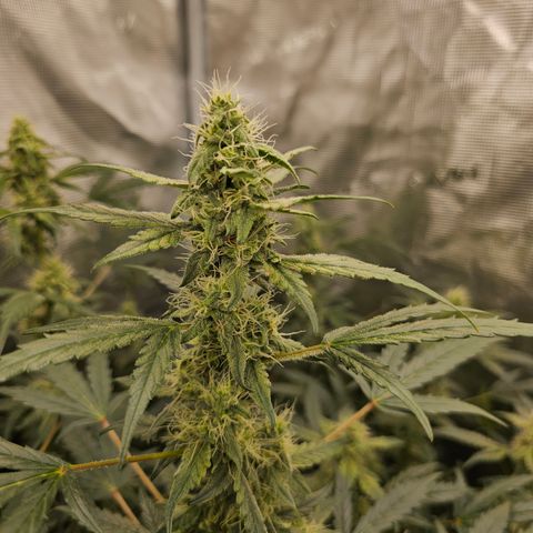Auto White Widow growlog timeline photo
