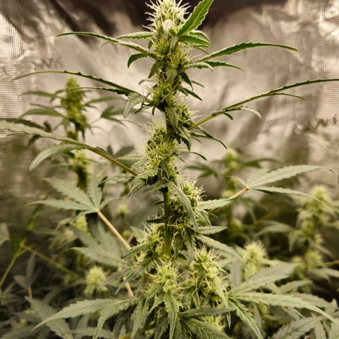 Auto White Widow growlog timeline photo
