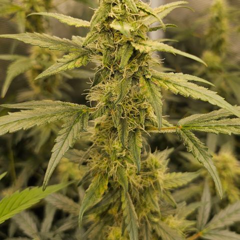 Auto White Widow growlog timeline photo