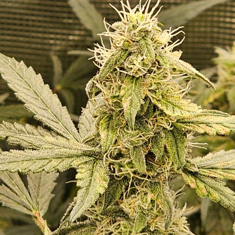 Auto White Widow growlog timeline photo