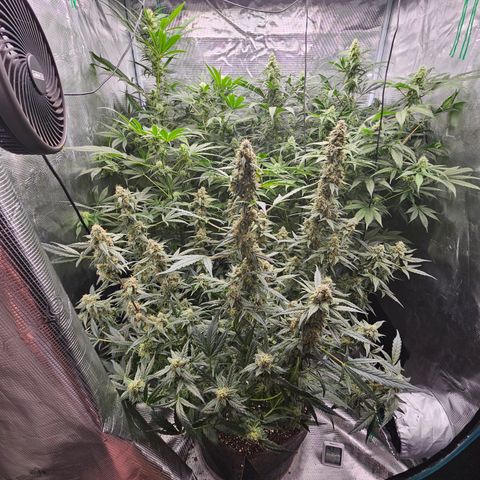 Auto White Widow growlog timeline photo