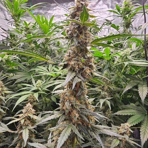 Auto White Widow growlog timeline photo