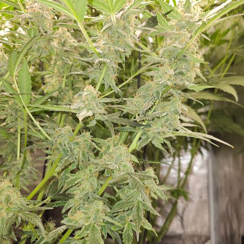 Auto White Widow growlog timeline photo