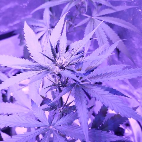 Kushberry moonrocks auto growlog timeline photo