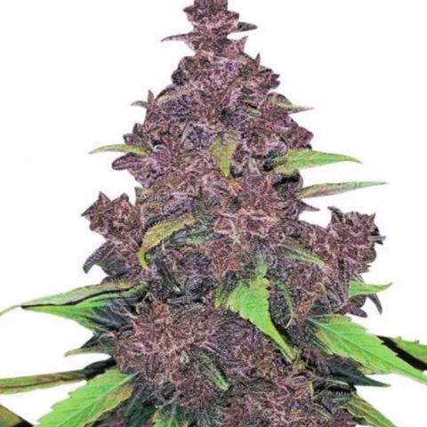 Kushberry moonrocks auto growlog timeline photo