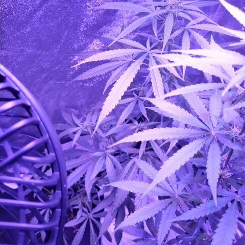 Kushberry moonrocks auto growlog photo: Doing good