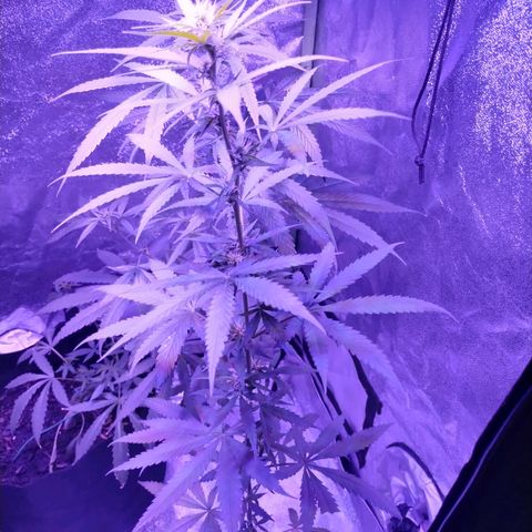 Kushberry moonrocks auto growlog photo: Doing good