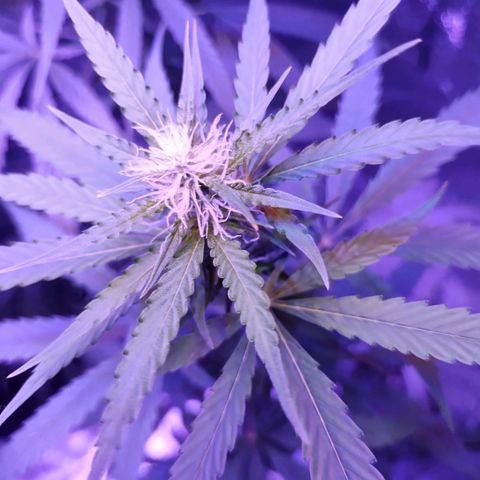Kushberry moonrocks auto growlog photo: Doing good