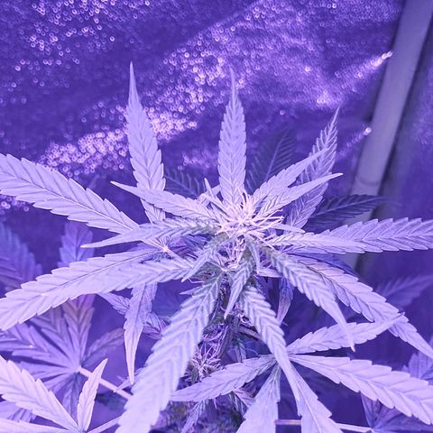 Kushberry moonrocks auto growlog photo: Doing good