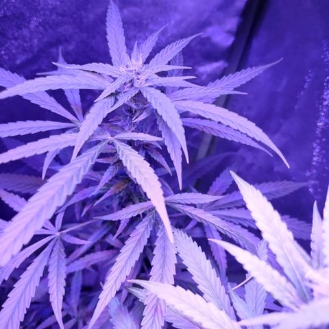 Kushberry moonrocks auto growlog timeline photo
