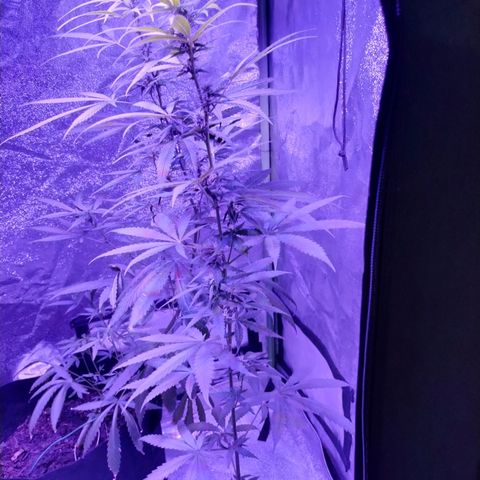 Kushberry moonrocks auto growlog timeline photo