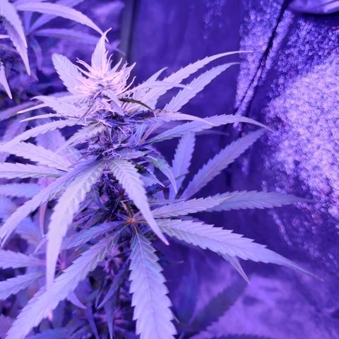 Kushberry moonrocks auto growlog timeline photo