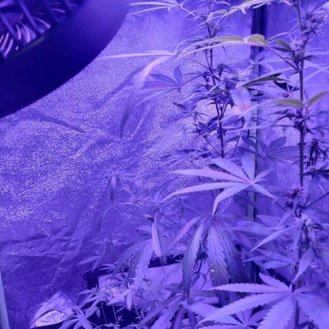 Kushberry moonrocks auto growlog timeline photo