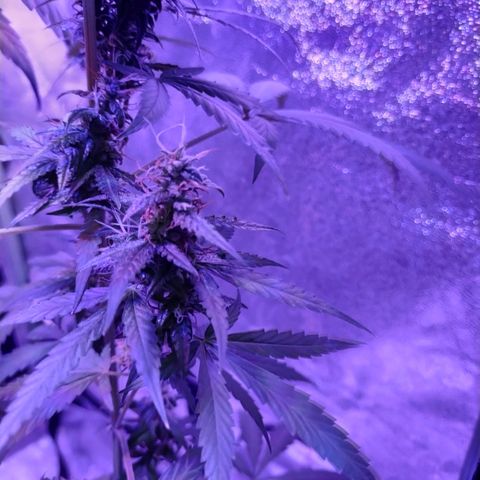 Kushberry moonrocks auto growlog timeline photo