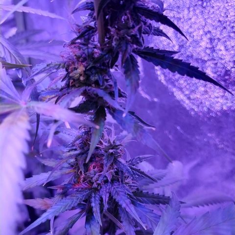 Kushberry moonrocks auto growlog timeline photo