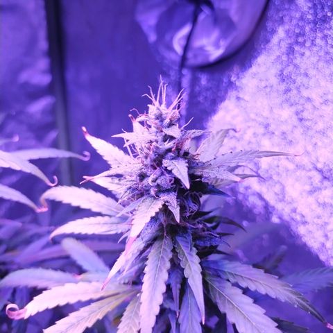 Kushberry moonrocks auto growlog timeline photo