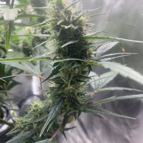 gorilla glue 4 growlog timeline photo