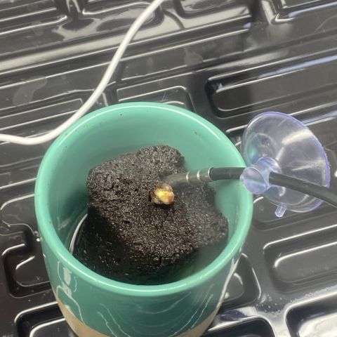 gorilla glue 4 growlog timeline photo