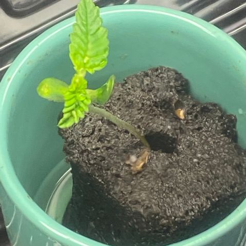 gorilla glue 4 growlog timeline photo