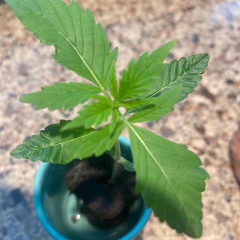 gorilla glue 4 growlog timeline photo