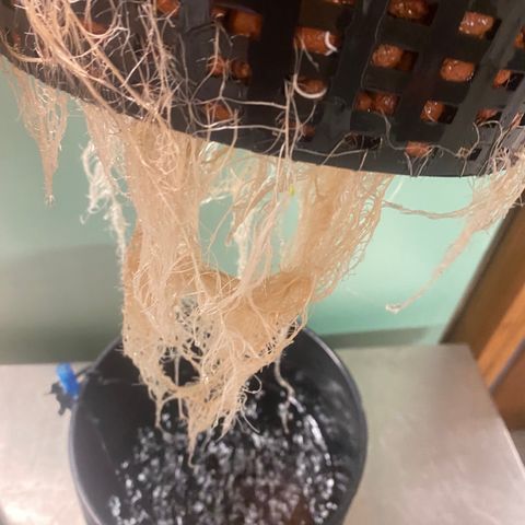 gorilla glue 4 growlog timeline photo