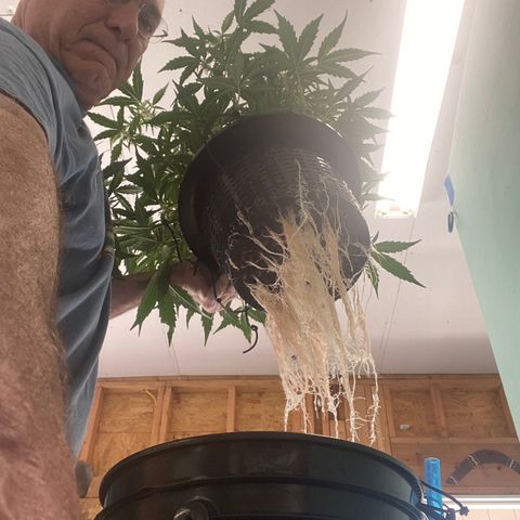 gorilla glue 4 growlog timeline photo