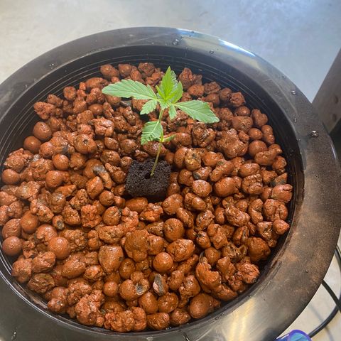 gorilla glue 4 growlog photo: planted plug in clay pebbles 
