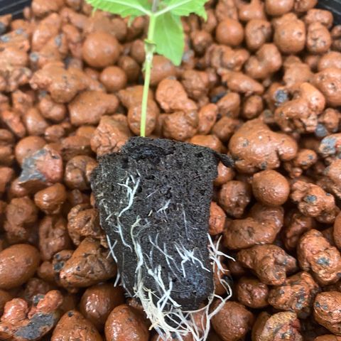 gorilla glue 4 growlog photo: planted plug in clay pebbles 